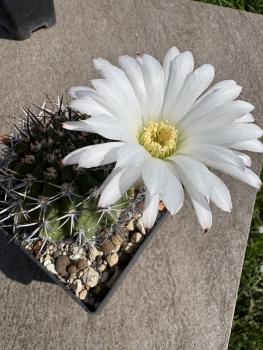 Preview: Acanthocalycium peitscherianum
